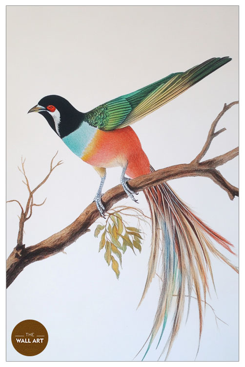 images/products/raindow_long_tail_bird/RAINDOW_LONG TAIL BIRD_WHITE_P.jpg